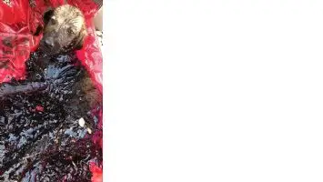 Zifte bulaşmış yavru k&ouml;pek veteriner hekimler tarafından temizlendi