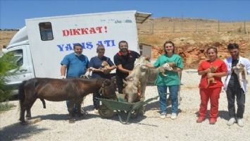 Mardin´de işkence gören at tedavi için İstanbul´a gönderildi