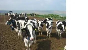 B&uuml;y&uuml;k Baş Hayvan Sayısı Azaldı