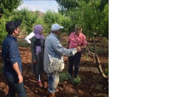 Şeftali Hastalık ve Zararlıları İle Mücadele