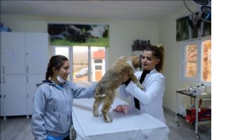 Yaralı halde bulunan yavru köpek yaşama tutundu