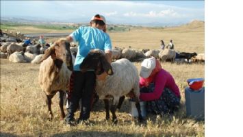 Berivanların Ramazan´da sıcakla imtihanları