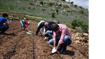 Mardin´de Kadınlar Ada Çayı Yetiştirecek