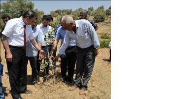 Midyat İlçesinde 10 bin Menengiç Ağacına Fıstık Aşısı Yapıldı.