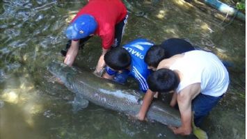 Zap Suyu´nda 60 kilogram balık yakalandı