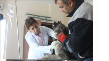 Mardin´de Sokak Hayvanları Rehabilitasyon Merkezi yenilendi