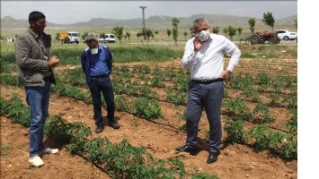 Mardin´de sebze ucuzlayacak