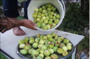 Gurs inciri yetiştiricilerin yüzünü güldürdü