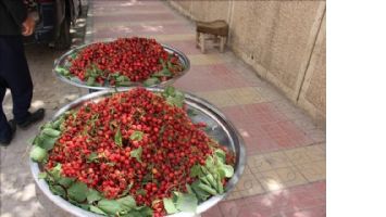 Mardin kirazı tezgahtaki yerini aldı