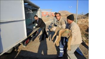 Köpekler Tedavi İçin İstanbul´a gönderildi.