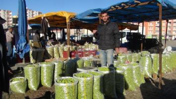 Kızıltepe&#039;de yeşil zeytin pazarı