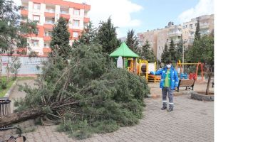 Fırtına parkın 25 yıllık çam ağacını devirdi