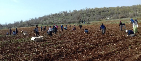 Dargeçit Lavanta Kokacak