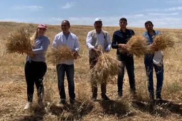  Dekan, kırk derece sıcakta tarlada buğday biçti