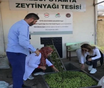         Derik İlçesinde  zeytin hasadı başladı.