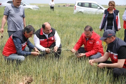 Diyarbakır'da tarlarda hububat inclemesi