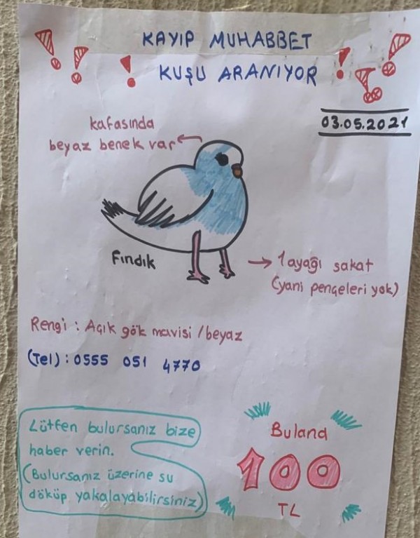 Kaybolan Kuşu bulana ödül verilecek