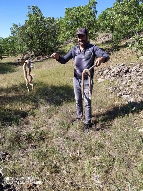   Kırsal Alanları Yılanlar istila etti