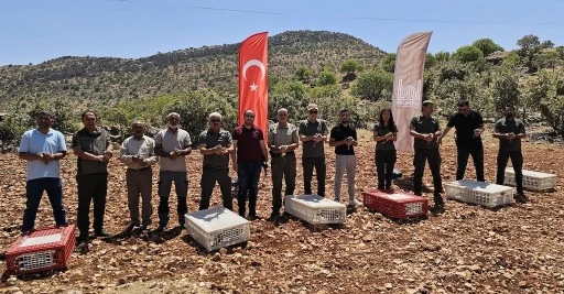 Mardin&rsquo;de Doğaya 300 Kınalı Keklik Salındı