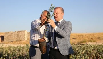 Mardin’de Üreticilere Fıstık ve Zeytin Fidesi