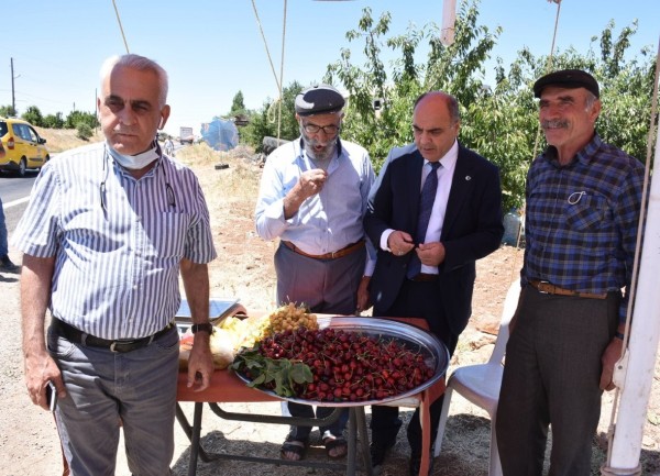 Ömerli’de Kiraz Hasadı başladı