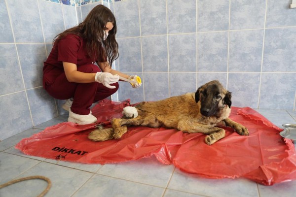 Sokak hayvanları İstanbul’a sevk edildi