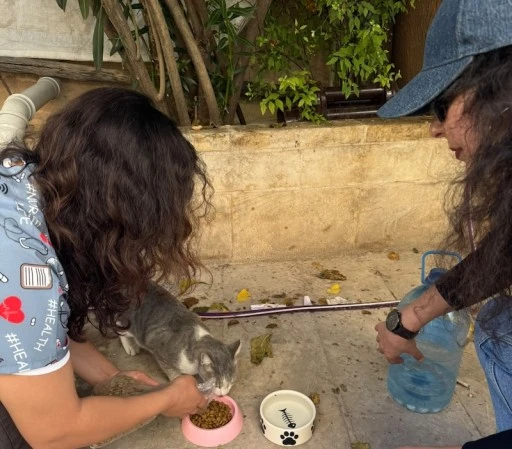 Sokak Kedilerine Mama, Su ve Tedavi Desteği