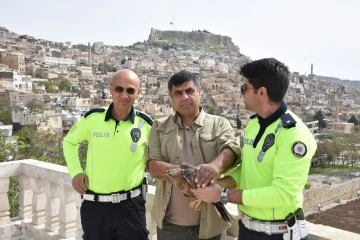 Trafik ekibi, Kızılşahin'i kurtardı