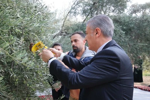 Vali Akkoyun Derik il&ccedil;esinde Zeytin Hasadına katıldı